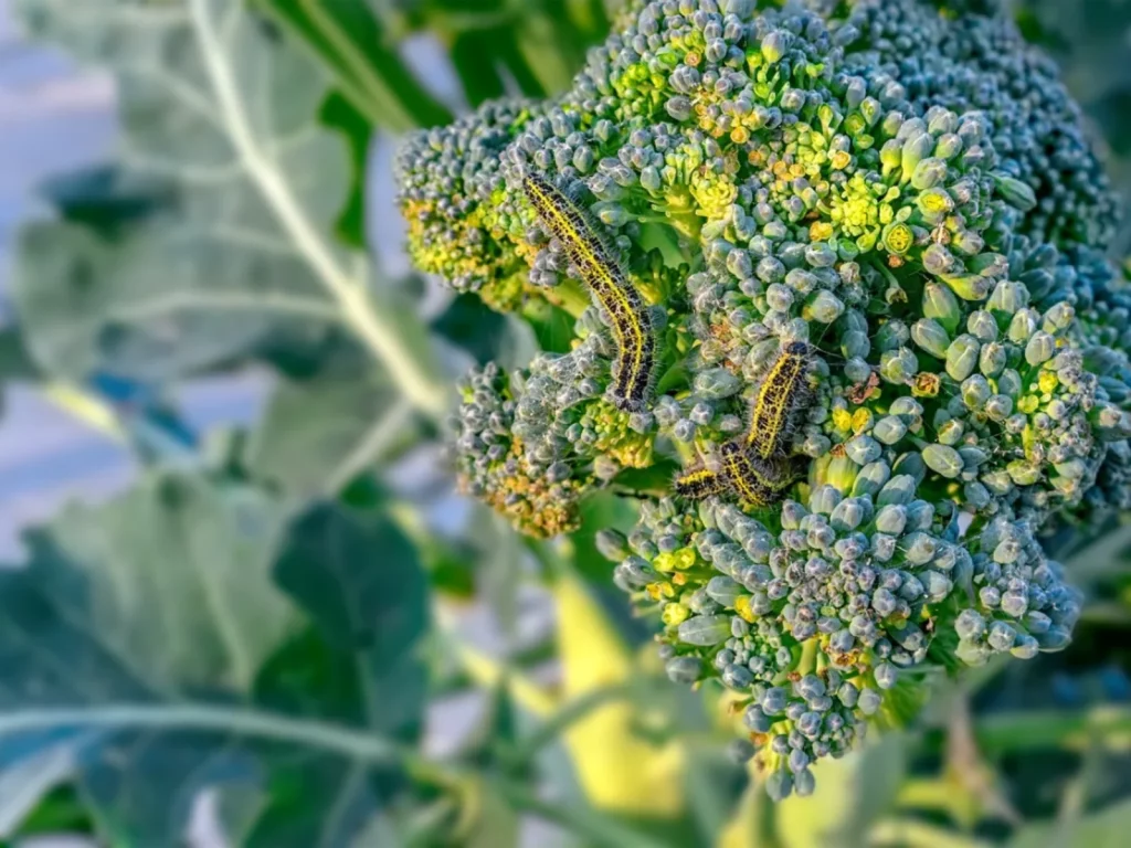 Caring Tips for Broccoli 'Calabrese'