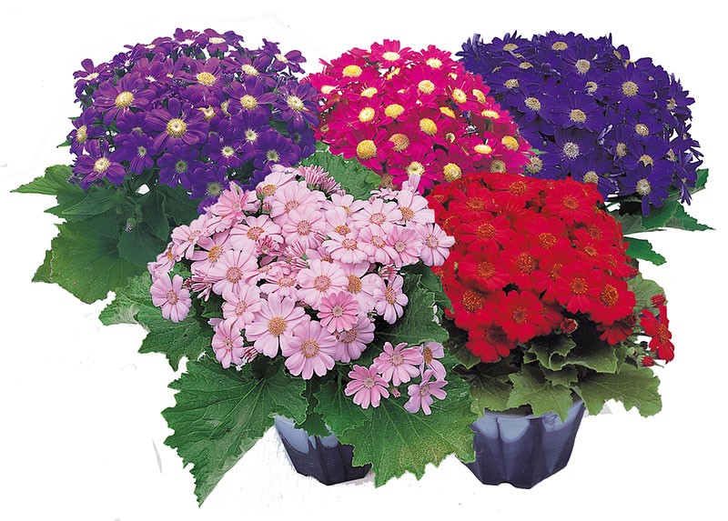 Caring Tips for Cineraria