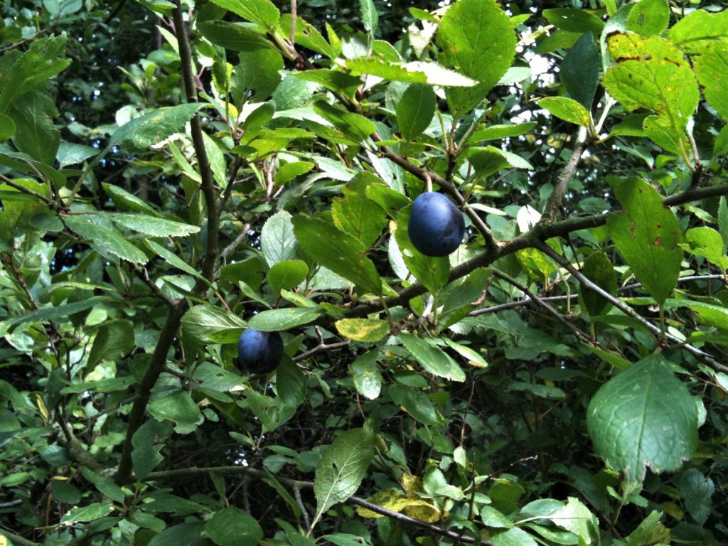 Caring Tips for Growing Damson Fruit Trees