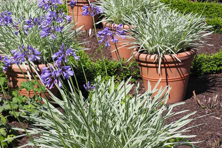 How to Plant Agapanthus in Pots 6 Simple Steps The Arches