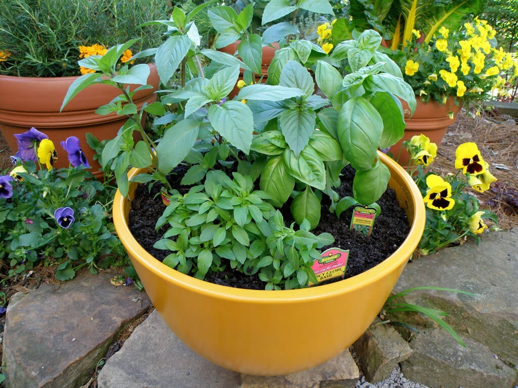 Caring for Basil Plants