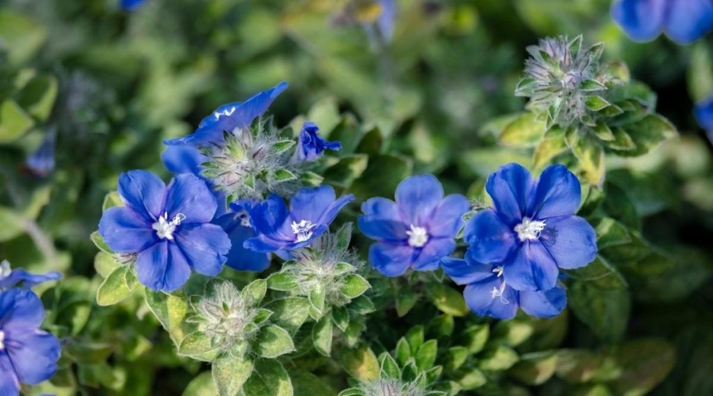 Caring for Blue-Flowering Shrubs and Bushes
