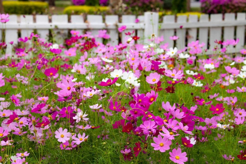 Caring for Cosmos.