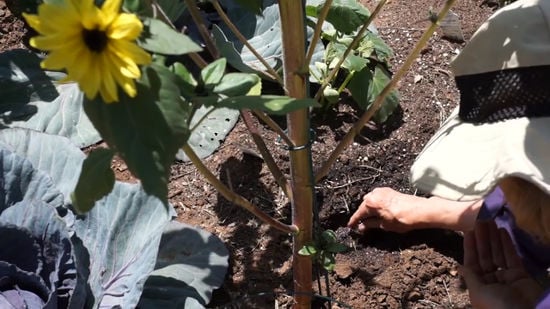 Caring for Sunflowers