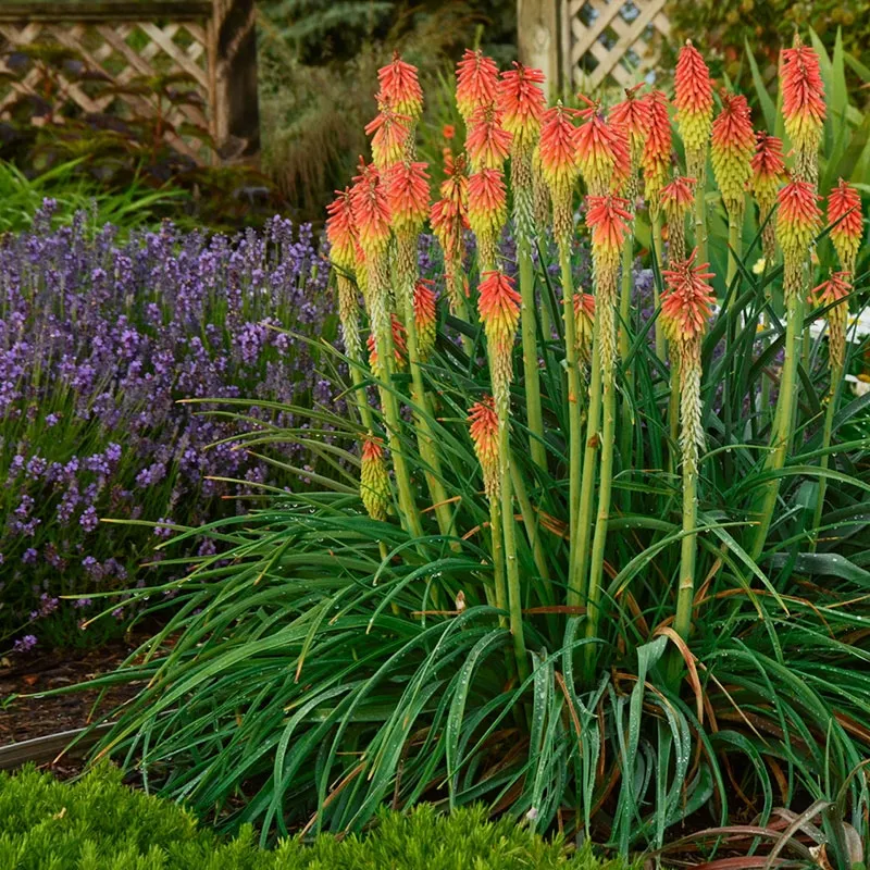 Caring for a Red-Hot Poker Plant