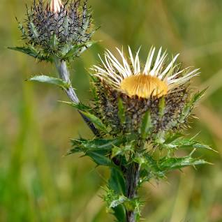 Carline Thistle