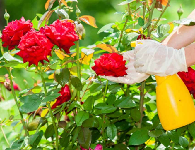 Caterpillars On Your Roses? How To Deal With Rose Sawfly