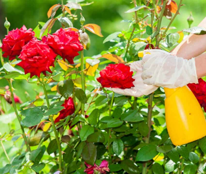 Caterpillars On Your Roses? How To Deal With Rose Sawfly