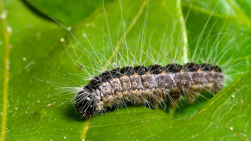 Caterpillars that are Dangerous for Dogs