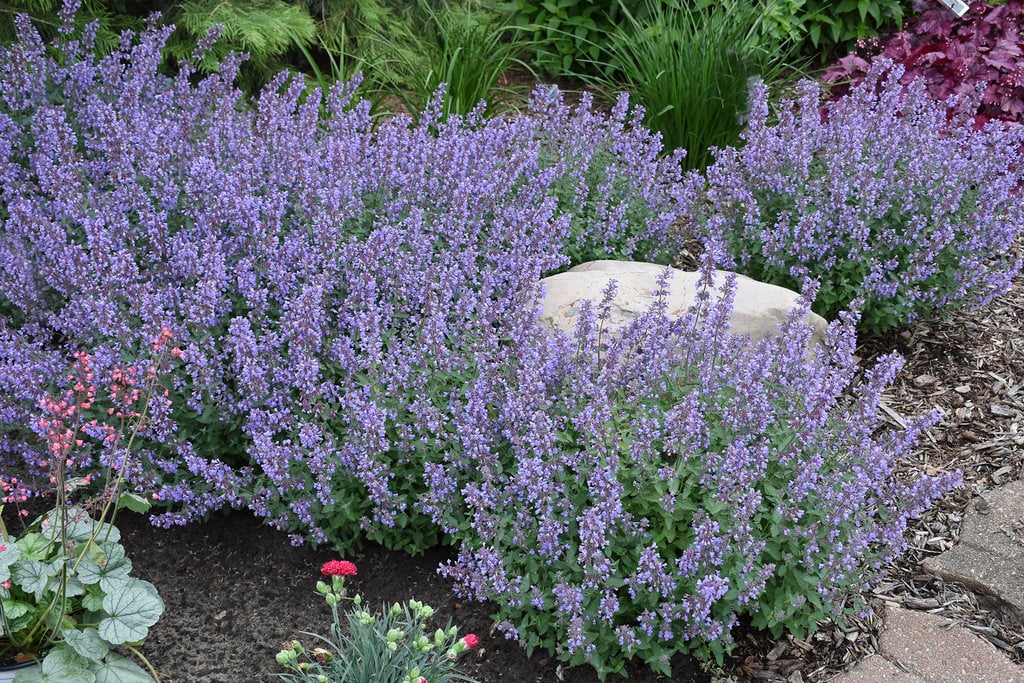 Catmint