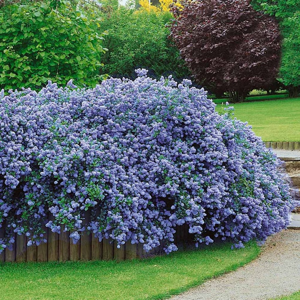 Ceanothus Thyrsiflorus Var. Repens