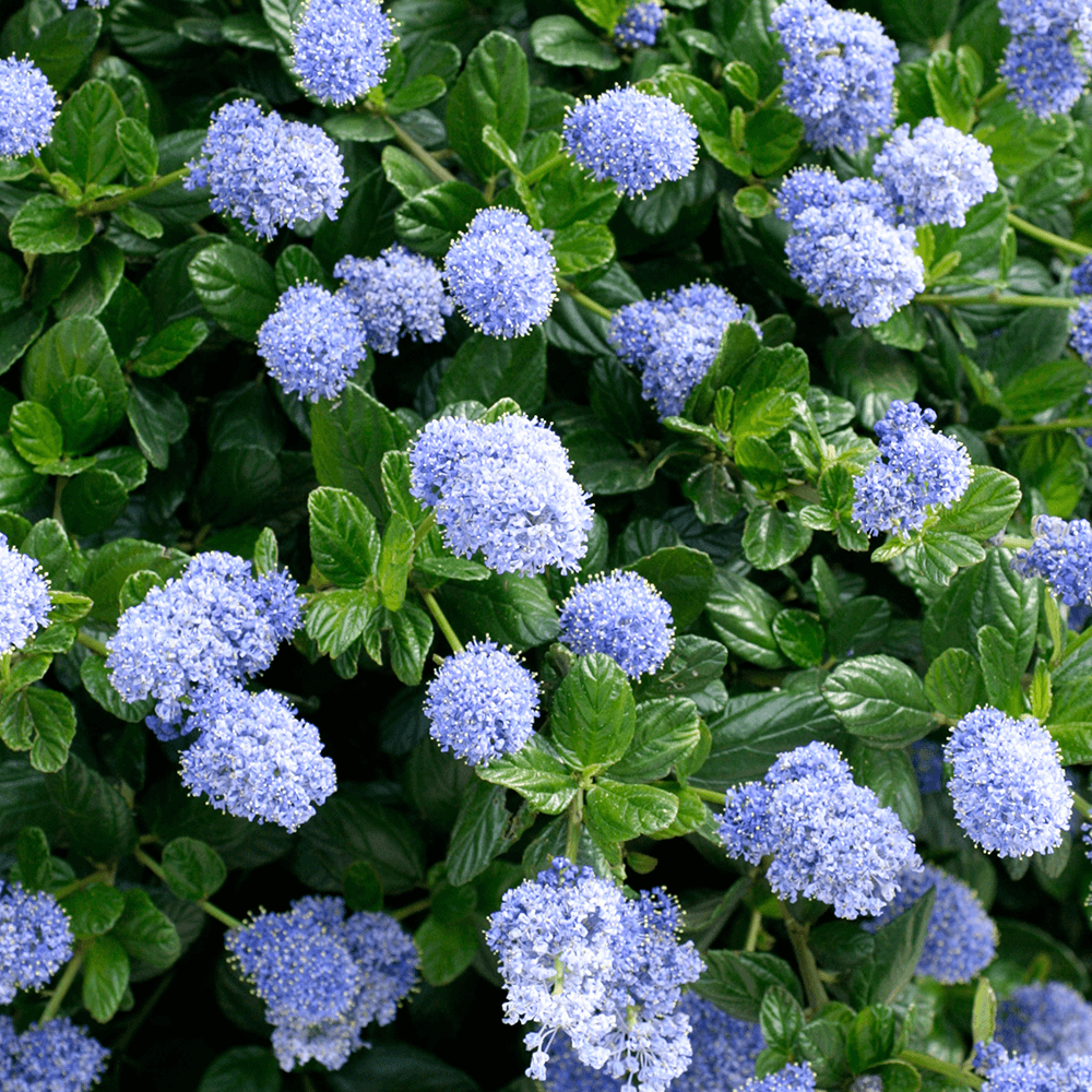 Ceanothus Thyrsiflorus ‘mystery Blue'