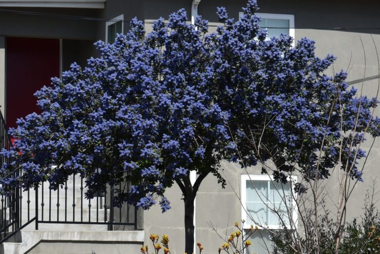 Ceanothus Varieties To Grow