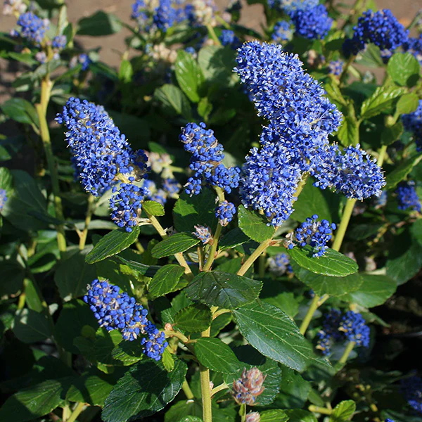 Ceanothus arboreous 'Trewithen Blue'