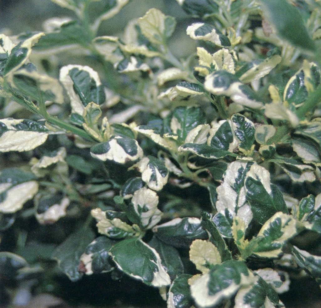 Ceanothus griseus var. Horizontalis ‘Silver Surprise’