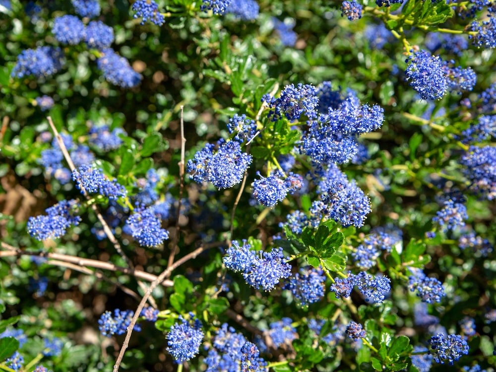 Ceanothus ‘Blue Sapphire’