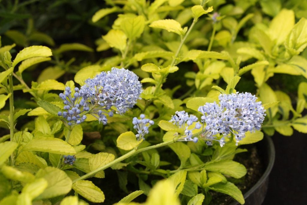 Ceanothus ‘Pershore Zanzibar’