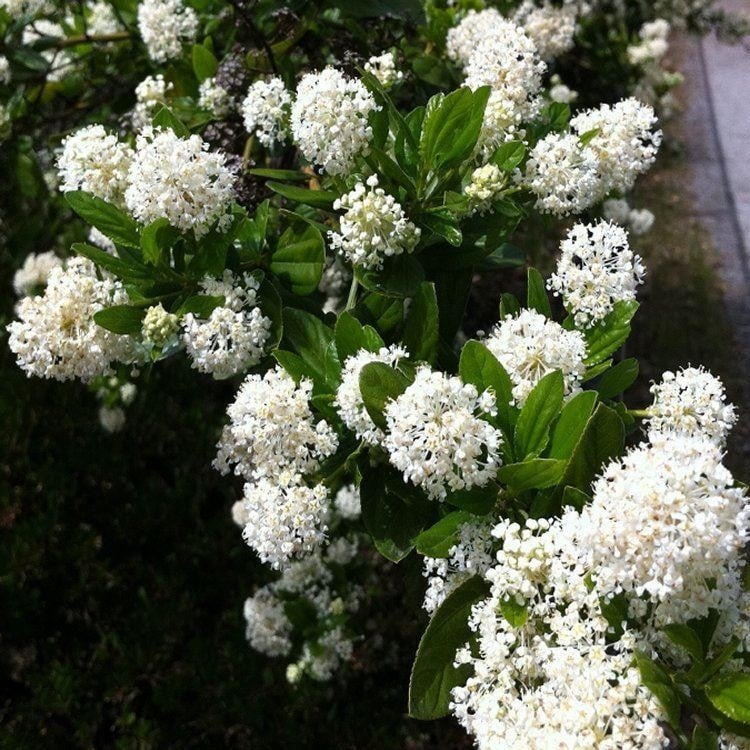 Ceanothus ‘Snow Flurries’