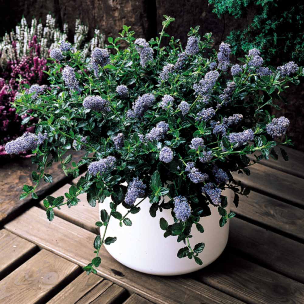 Ceanothus