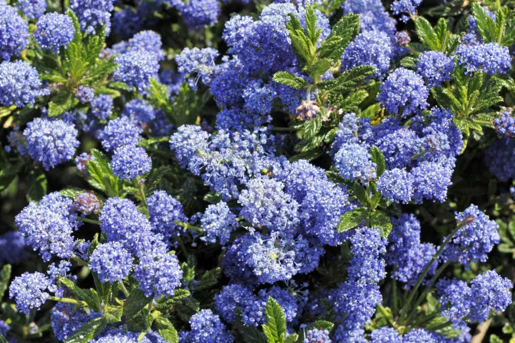 Ceanothus