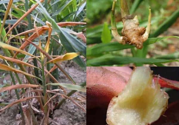 Challenges from Diseases While Growing Ginger