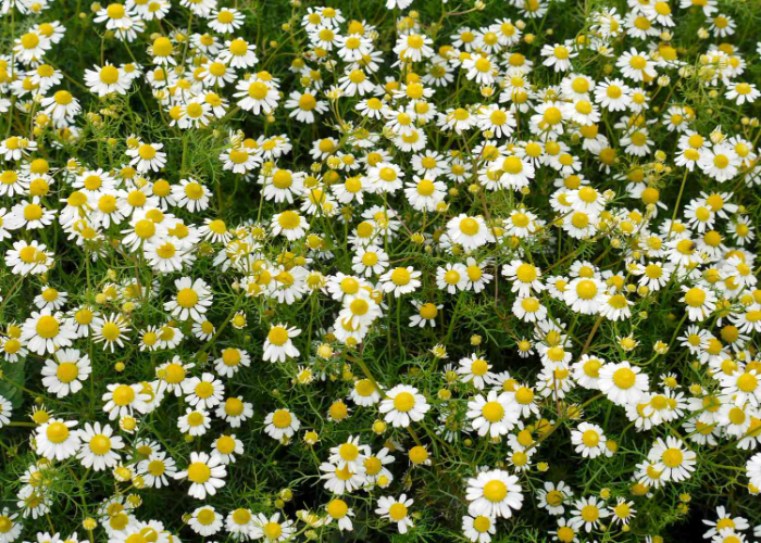 Chamomile