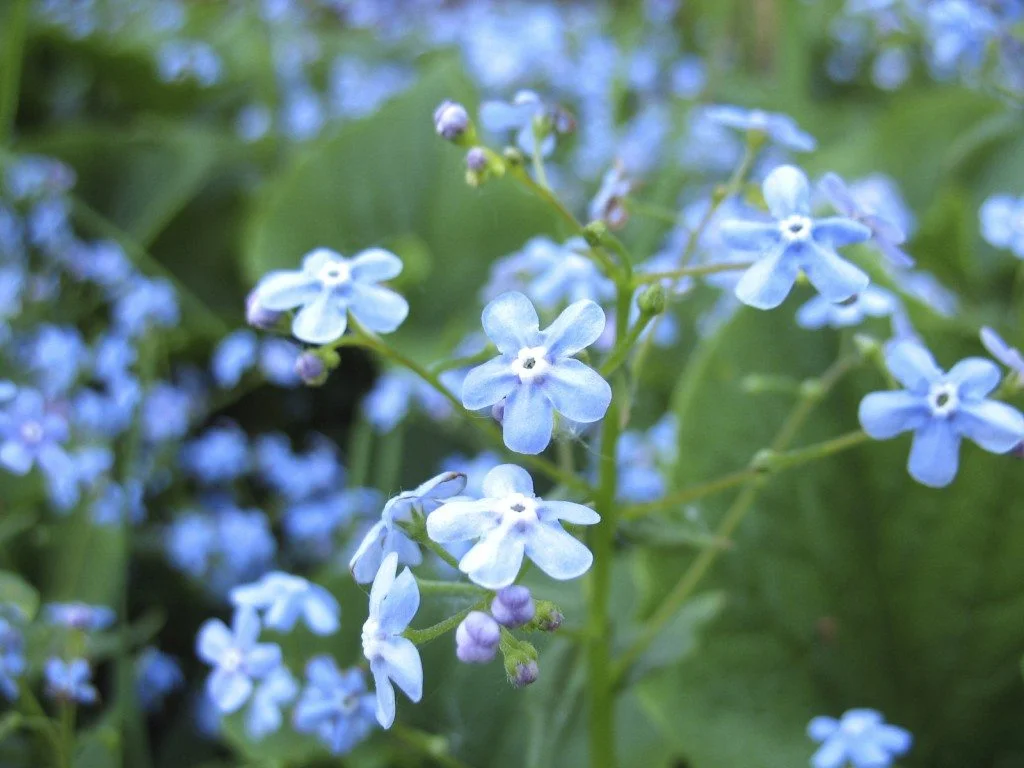 Changing Forget-Me-Not