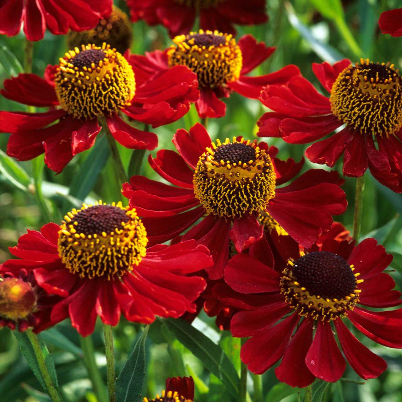 Heleniums Care and Growing Strategies [A Beginner's Guide] - The Arches