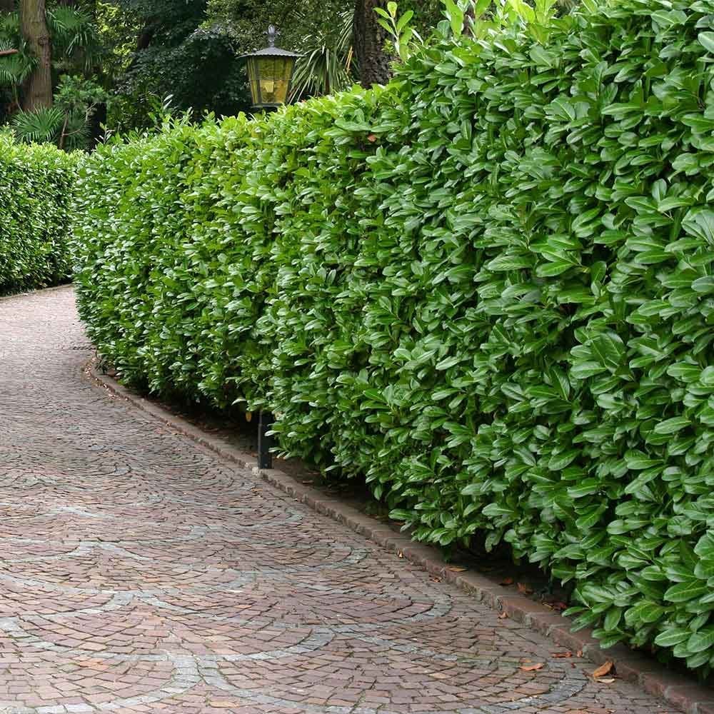 Cherry Laurel Hedge