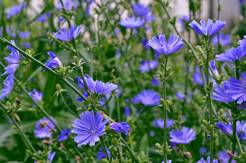 Chicory