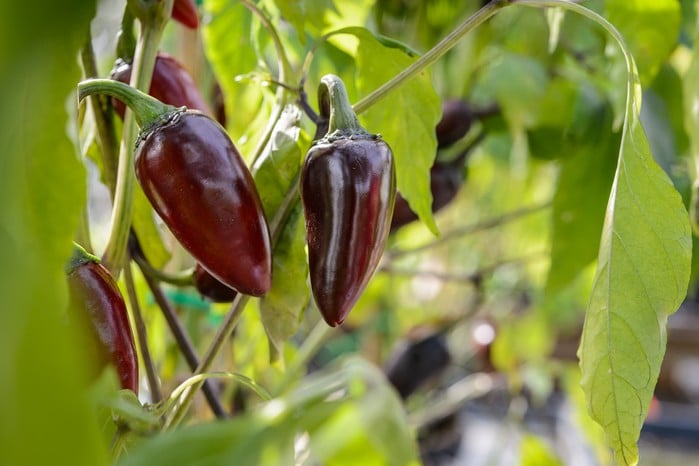 Chilli 'Hungarian Black'