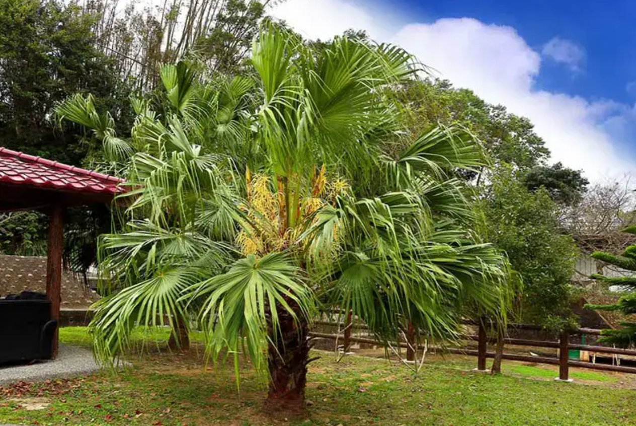 Chinese Fan Palm (Livistona Chinensis) (1)