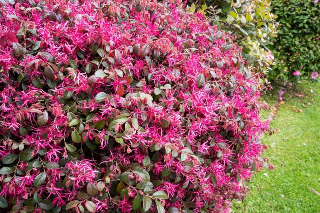 Chinese Loropetalum