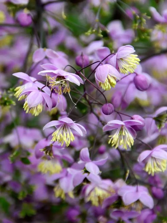 Chinese Meadow Rue (Thalictrum Delavayi)