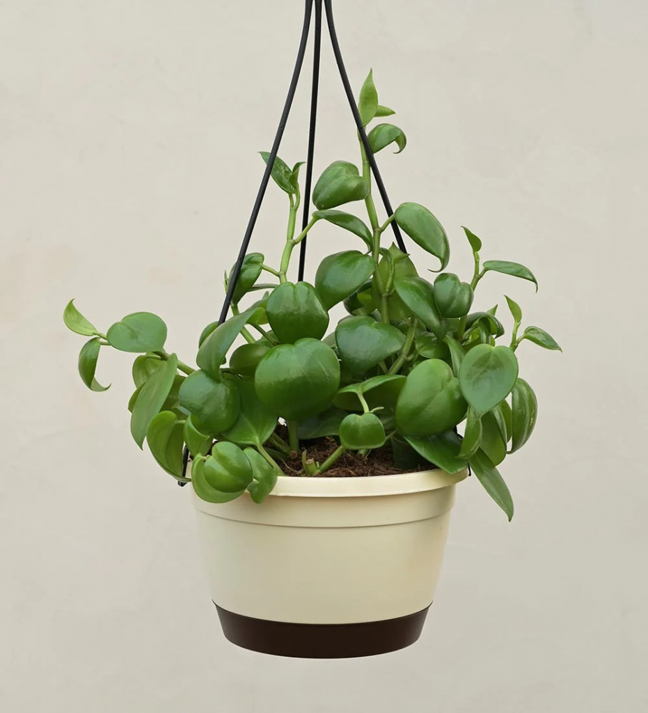 Chinese Money Plant