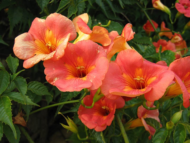 Chinese Trumpet Vine