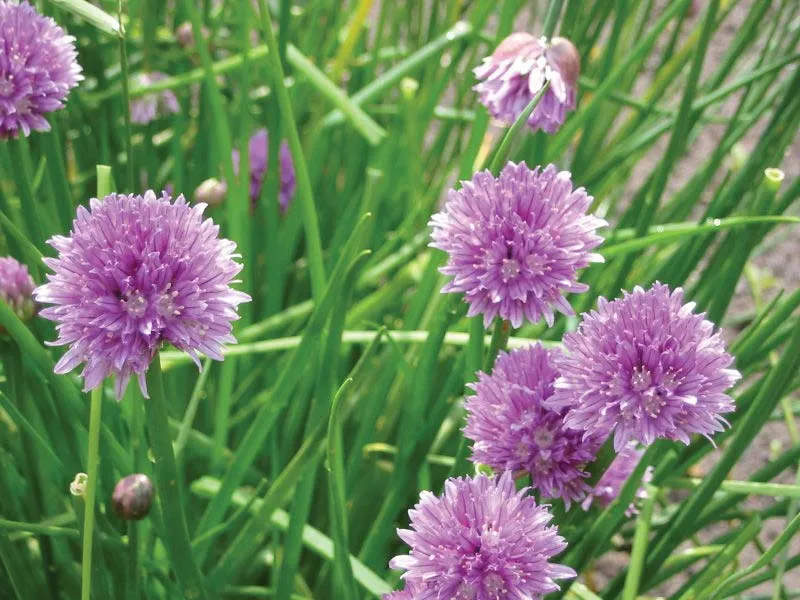 Chives