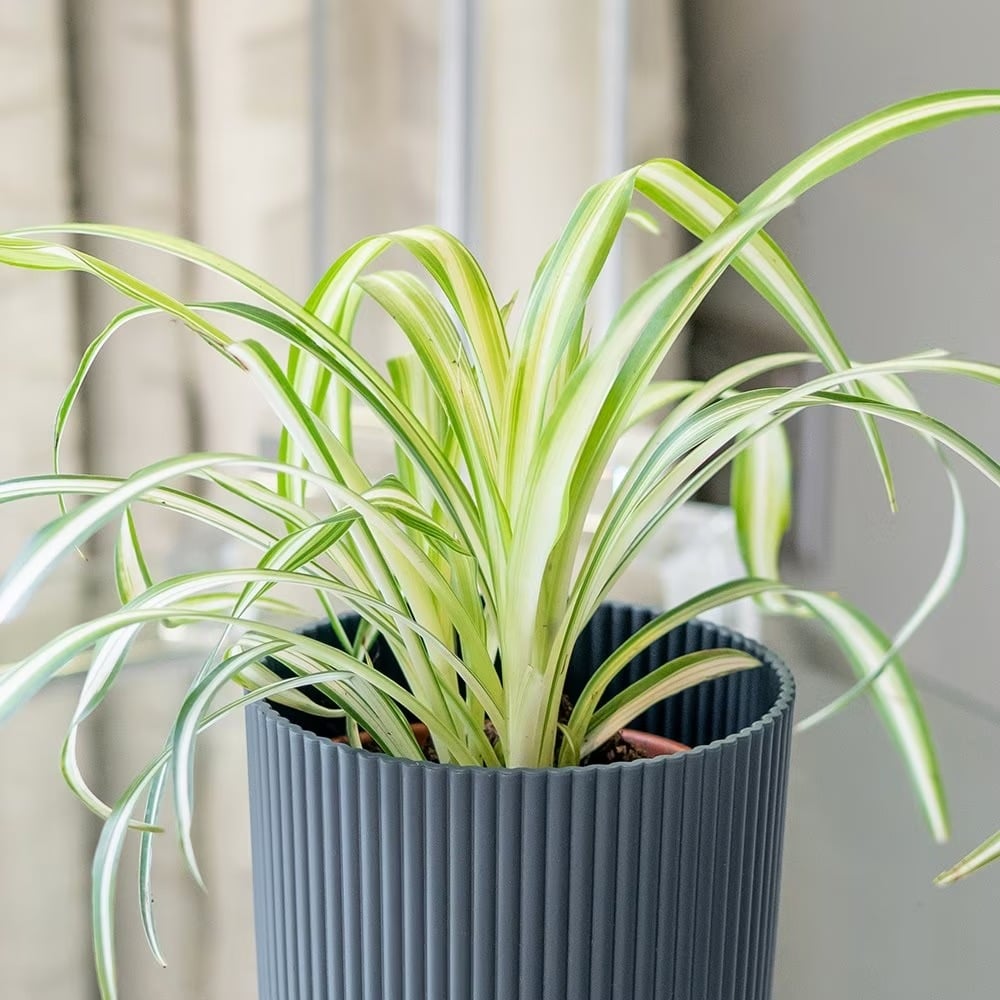 Chlorophytum Comosum 'Variegatum'