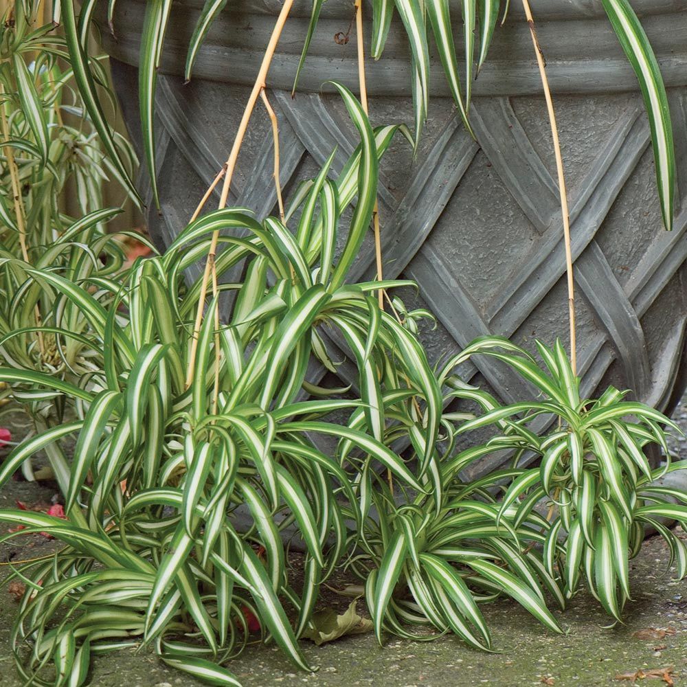 Chlorophytum Comosum 'Vittatum'