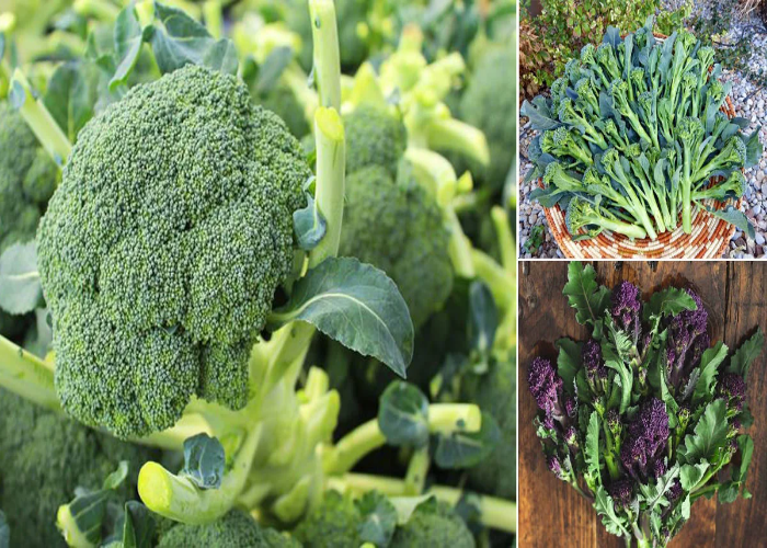 Choose The Right Variety For Growing Broccoli.jpg