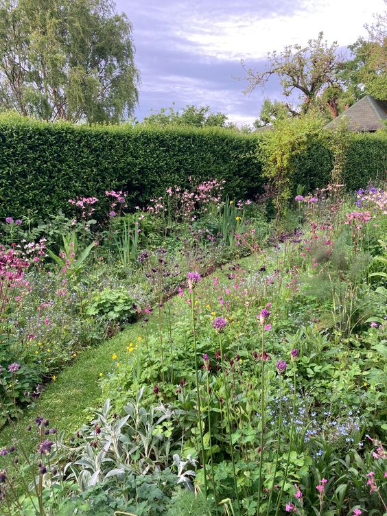 How To Grow Thalictrum (Chinese 'Meadow Rue') Plant In Your Garden ...