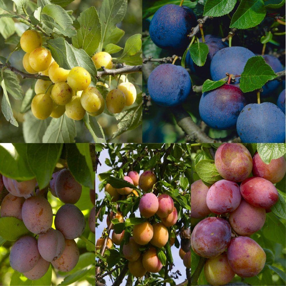 Choose the Variety of Plum Trees