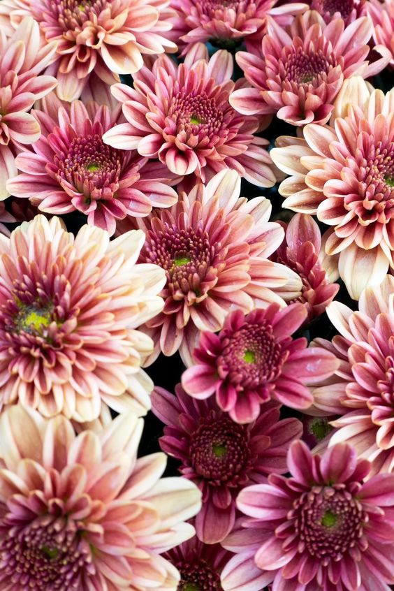 Choose the Vibrant Chrysanthemums