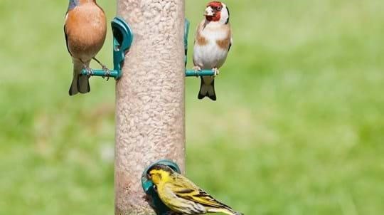 Choosing Appropriate Bird Feeder and Its Position