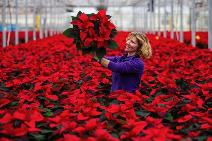 Choosing Your Poinsettia