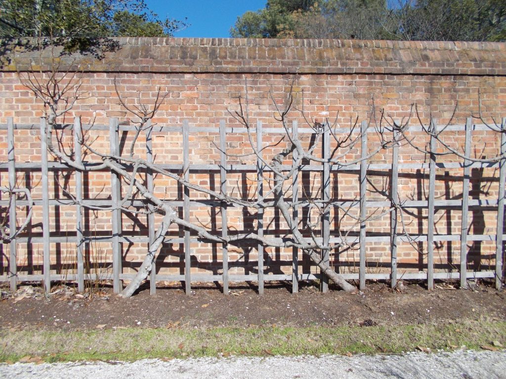 Choosing the Position of The Espalier