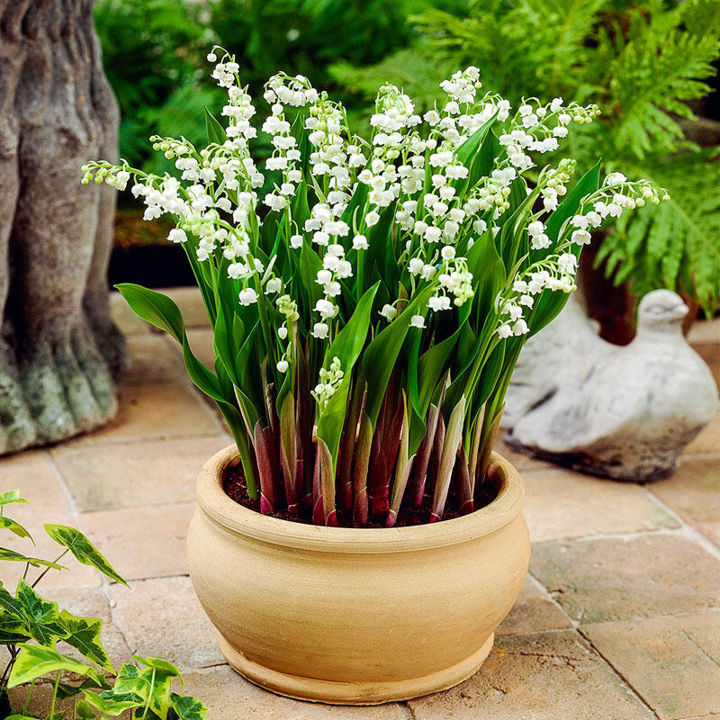 Choosing the Proper Container for Lily of The Valley