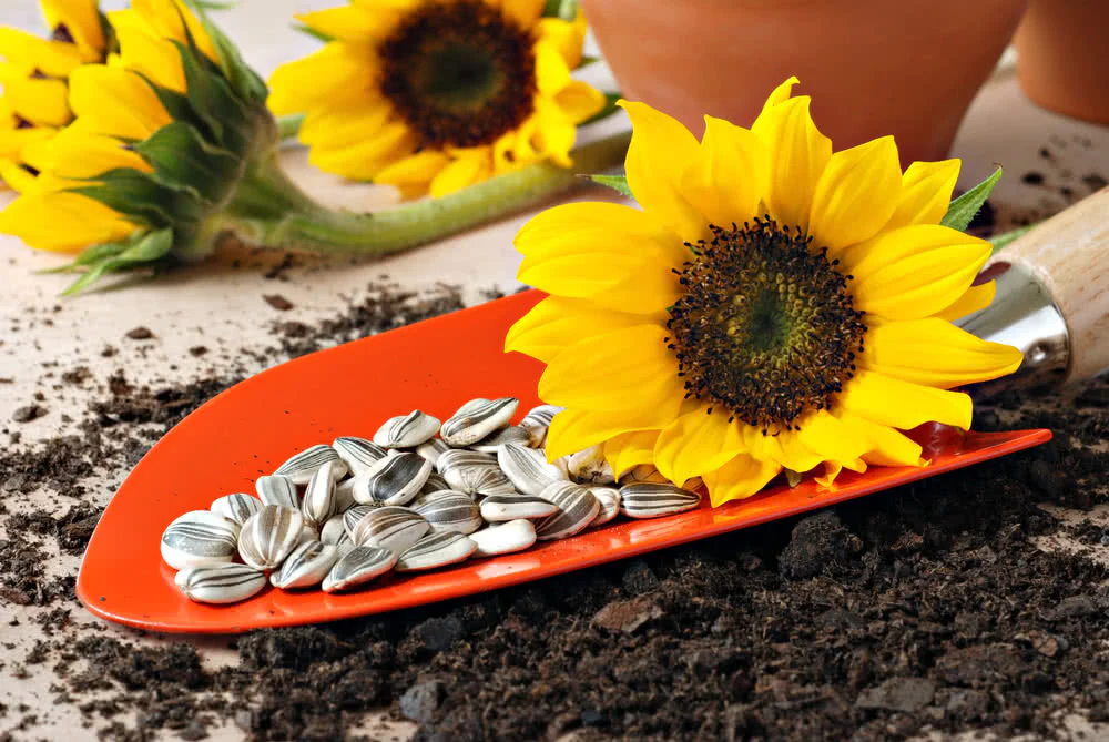 Choosing the Right Sunflower Seeds