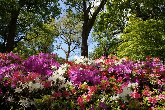 Choosing the Right Time to Grow Azaleas in the UK