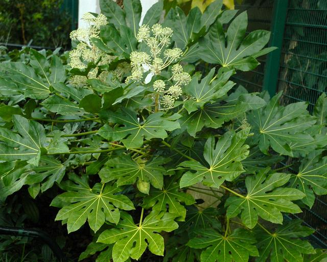 Choosing the Right Variety of Fatsia Japonica Shrub to Grow